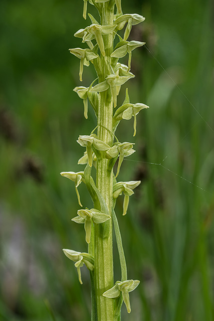 Platanthera huronensis (Tall Green Bog orchid)