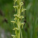 Platanthera huronensis (Tall Green Bog orchid)