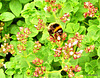 Bee On a Bush