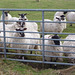 oad - why are ewe waiting ?