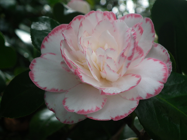 Pink and White Camelia