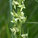 Platanthera huronensis (Tall Green Bog orchid) -- possible hybrid with Platanthera dilatata var. dilatata (White Bog orchid)