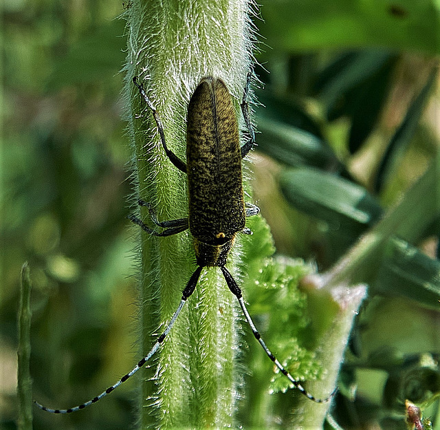Longhorn Beetle. Agapanthia villosoviridescens