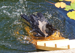 1 (139)..a crow bathing