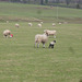 oad - local lamb