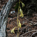 Hexalectris warnockii (Texas Purple Spike orchid or Texas Crested Coralroot orchid) rare alba form