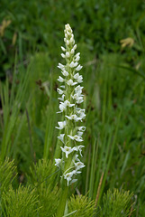 Platanthera dilatata var. dilatata (White Bog orchid)
