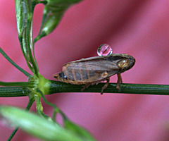 Frog Hopper With Drop. Only about 4mm long!!