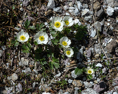 Ranunculus alpestris, Alpen-Hahnenfuss - 2015-06-26--D4 DSC3161