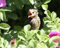 young red-winged blackbird / jeune carouge à épaulettes