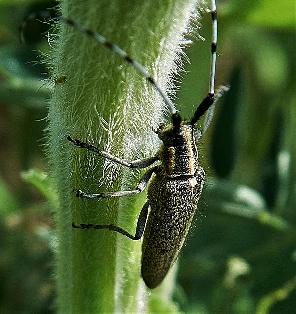 Longhorn Beetle. Agapanthia villosoviridescens