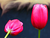 4 (23) austria flower tulpe