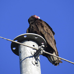 Turkey vulture on TVA power pole