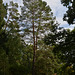 Тростянецкий дендропарк, Сосна / Trostyanets Arboretum, The Pine Tree