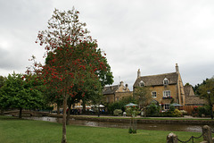 Rowan Tree In Bourton