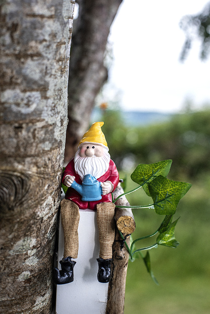 Wee Gnome up a Tree