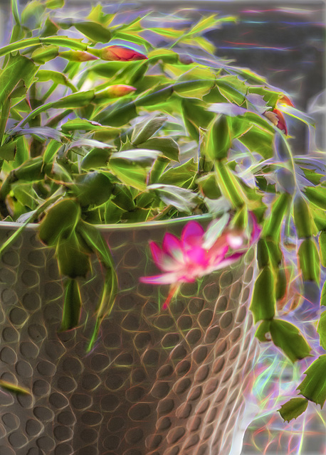 Late blooming Christmas cactus