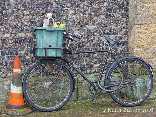 A Bulldog, in a Box, on a Bicycle..!!