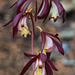 Hexalectris warnockii (Texas Purple Spike orchid or Texas Crested Coralroot orchid)
