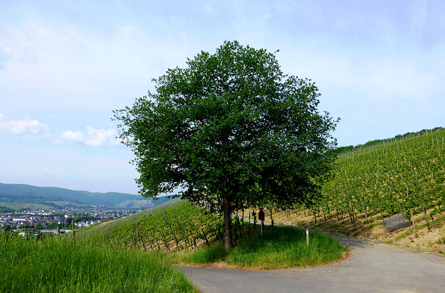 DE - Bad Neuenahr - Hiking in the vineyards