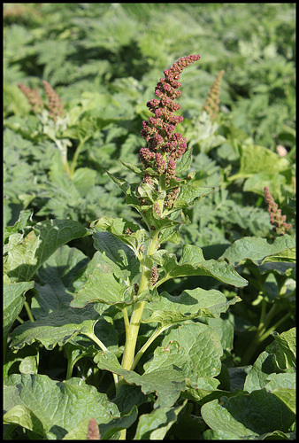 Chenopodium bonus -henricus (1) Chenopodium bonus -henricus (1)