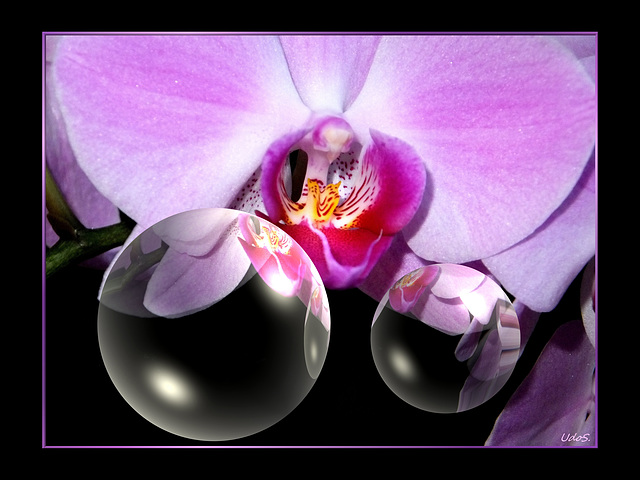 Orchids at night... ©UdoSm