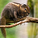 Swinhoes squirrel