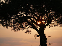 Sunset Through Tree, South Africa