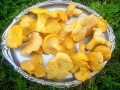 Chanterelle - a delicacy on today's menu