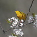 paruline jaune / yellow warbler