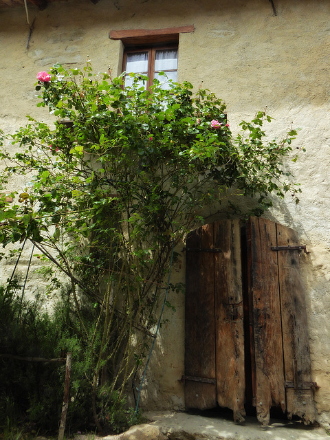 door window & roses