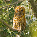 Mamma Owl 03