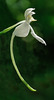 Platanthera integrilabia (White Fringeless orchid)