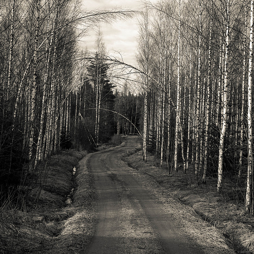 bended birches along a twisted road