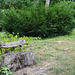 Тростянецкий дендропарк, Скамейка / Trostyanets Arboretum, The Bench