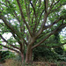 Large oak tree