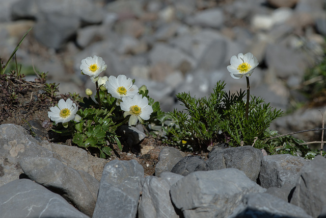 Ranunculus alpestris, Alpen-Hahnenfuss - 2015-06-26--D4 DSC3163