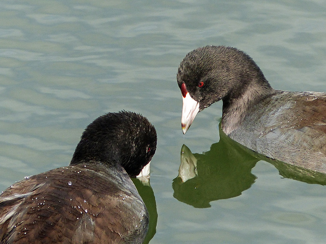 Couple of Coots / Fulica americana