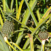 Dominican Republic, Pineapples on the Farm