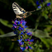 Mariposa Papilio machaon