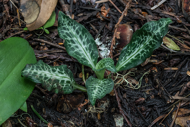 Goodyera oblongifolia (Giant Rattlesnake Plantain orchid)