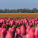 Old Pink coloured Tulips in the Evening Sun....