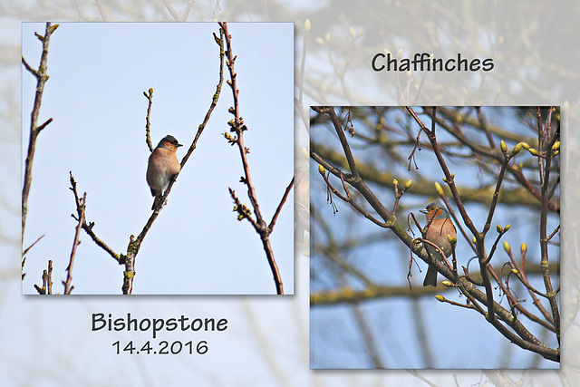 Chaffinches - Bishopstone - 14.4.2016