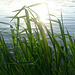 Water & Grass