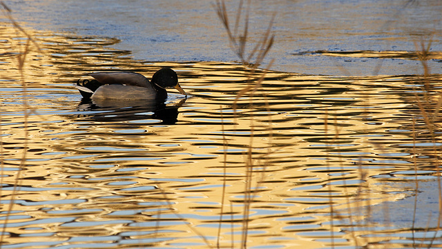L'étang doré