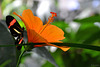 im Schmetterlingshaus auf der Insel Mainau (© Buelipix)