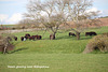 Steers grazing near Bishopstone - 14.4.2016