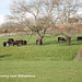 Steers grazing near Bishopstone - 14.4.2016