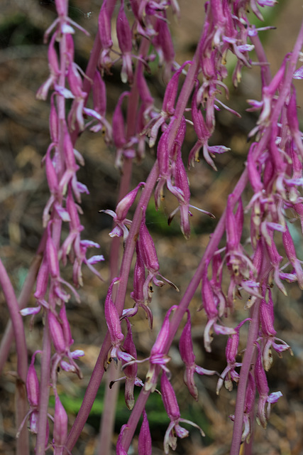 Corallorhiza mertensiana (Mertens' Coralroot orchid)