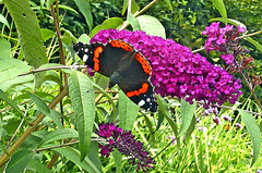 Red Admiral on Buddleia.